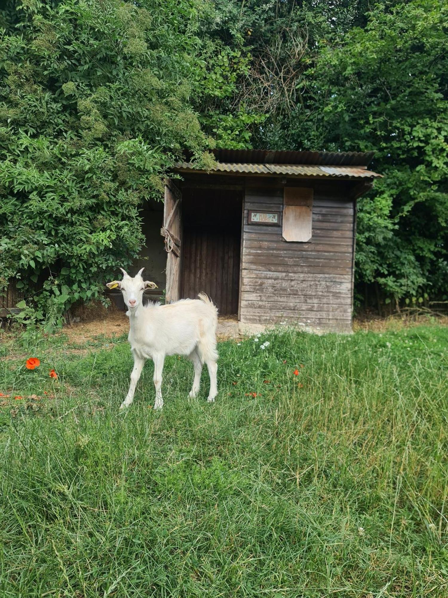 Chambre A La Ferme, Les Vergers Du Muscardin Breel المظهر الخارجي الصورة